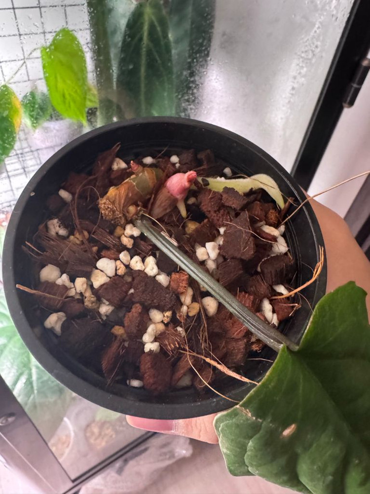 안스리움 원종라디칸스 이미지