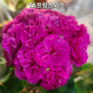TA 프랑스와즈 제라늄 러시아제라늄 이미지