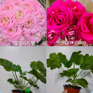 2종 물병자리별 비잔티움 러시아 제라늄 1.3 이미지