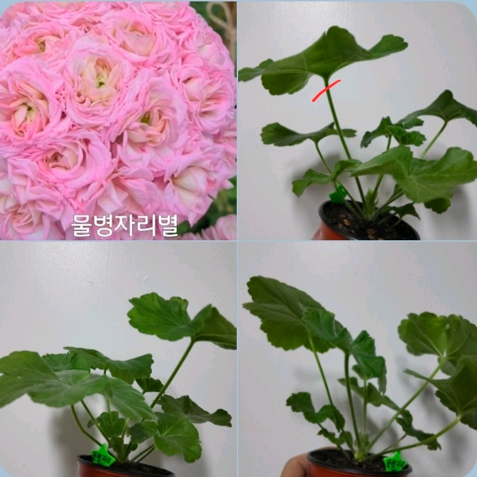 2종 물병자리별 비잔티움 러시아 제라늄 1.3 이미지