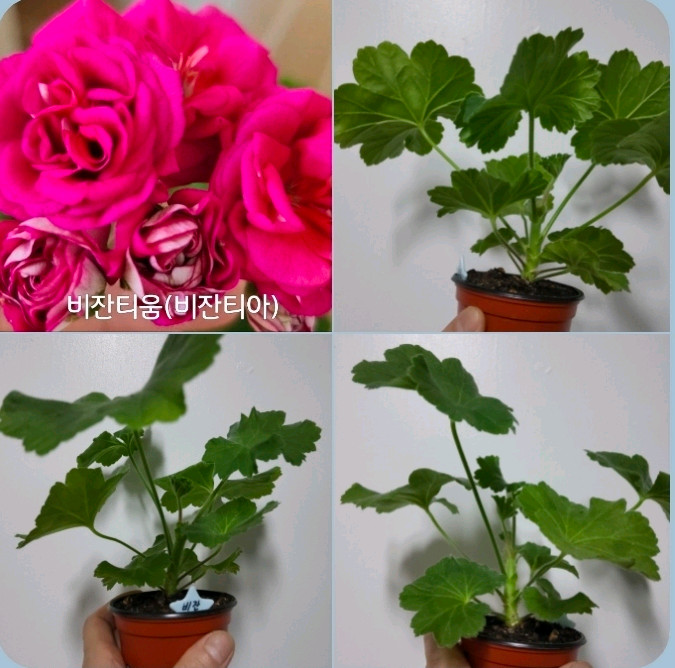 2종 물병자리별 비잔티움 러시아 제라늄 1.3 이미지