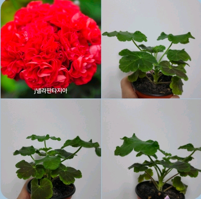 2종 메이드인스웨덴 넬라판타지아 제라늄 1.5 이미지