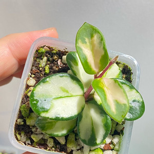 호야 마틸드 바리에가타 이미지