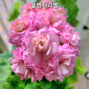 물병자리별 제라늄 러시아제라늄 이미지