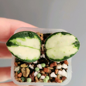 호야 마틸드 바리에가타 이미지
