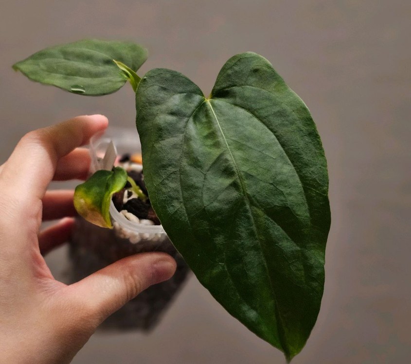 안스리움 (RL*FS)*RL 이미지