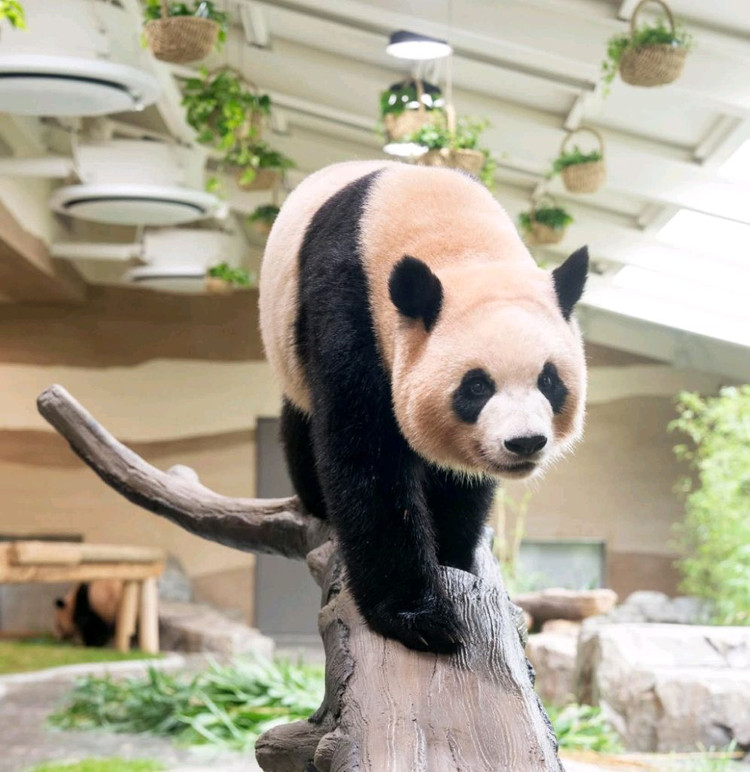 에버랜드 자유이용권 종일권 ~6.30 이미지