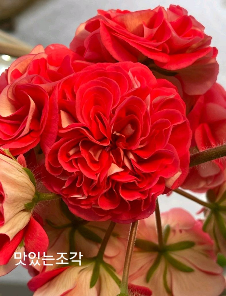 제라늄 외 4종+서비스 2종=총 6종 세트 이미지