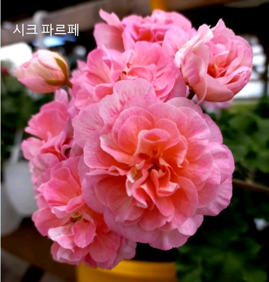 제라늄 외 4종+서비스 2종=총 6종 세트 이미지