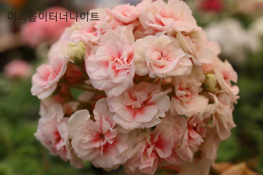 제라늄 외 4종+서비스 2종=총 6종 세트 이미지