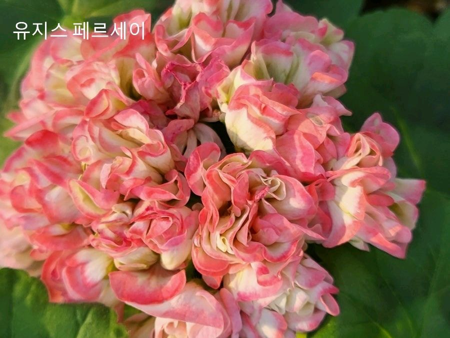 제라늄 외 4종+서비스 2종=총 6종 세트 이미지