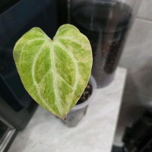 안스리움 파필 하브 바리에가타 이미지