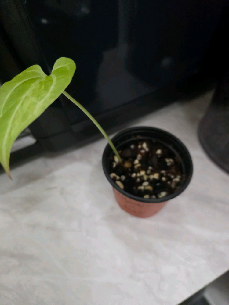 안스리움 파필 하브 바리에가타 이미지