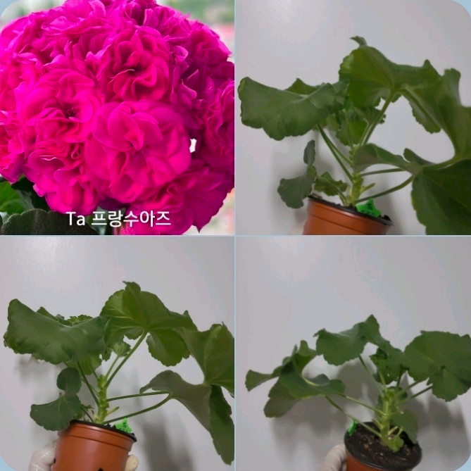 2종 타프랑수아즈 파라다이스애플 러시아 제라늄 1.5 이미지
