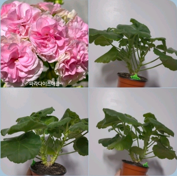 2종 타프랑수아즈 파라다이스애플 러시아 제라늄 1.5 이미지