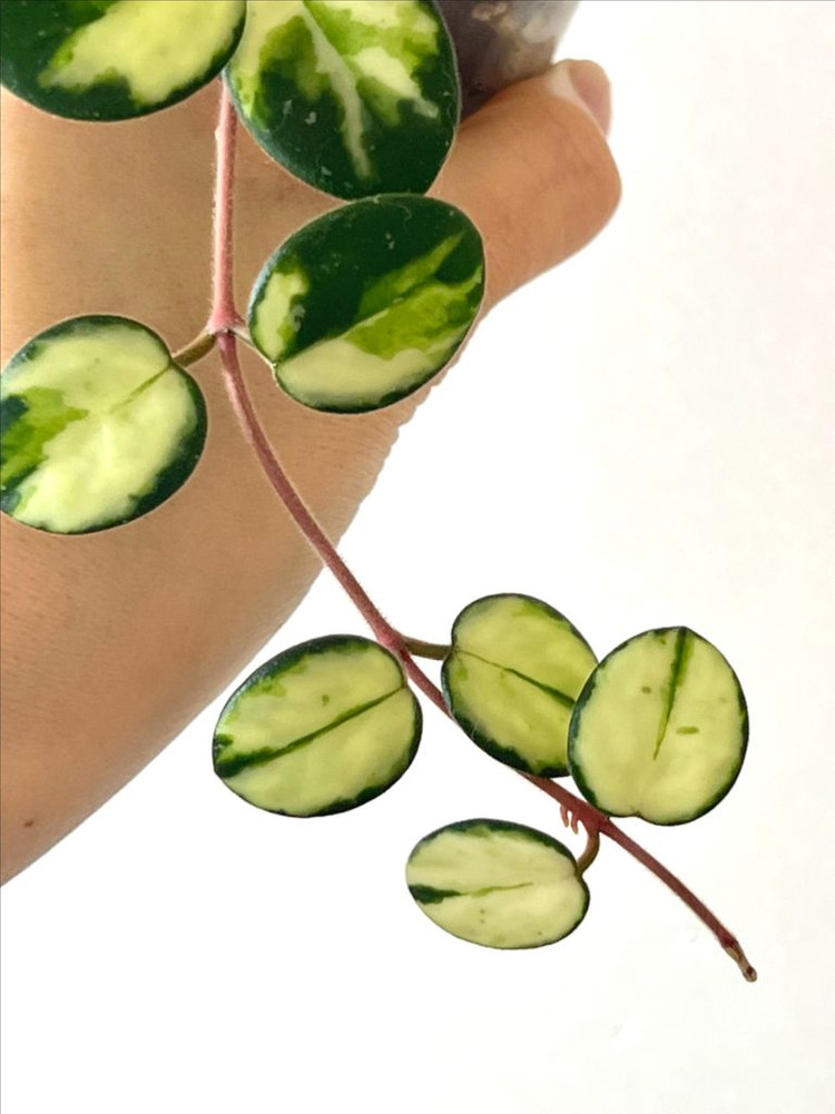 호야 마틸드 바리에가타 이미지