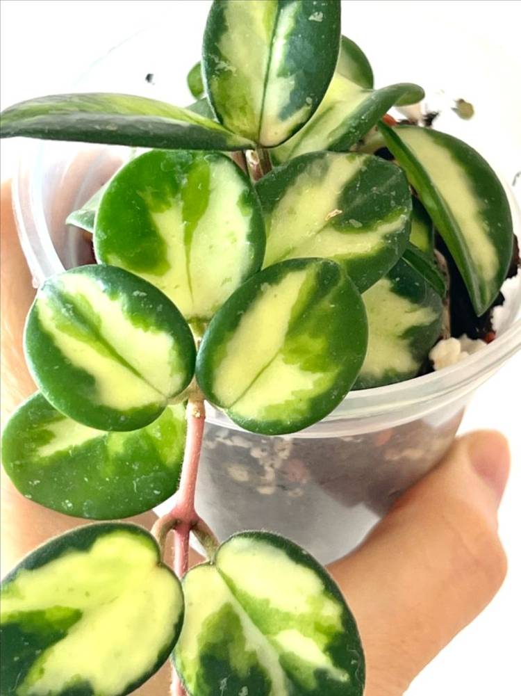 호야 마틸드 바리에가타 이미지