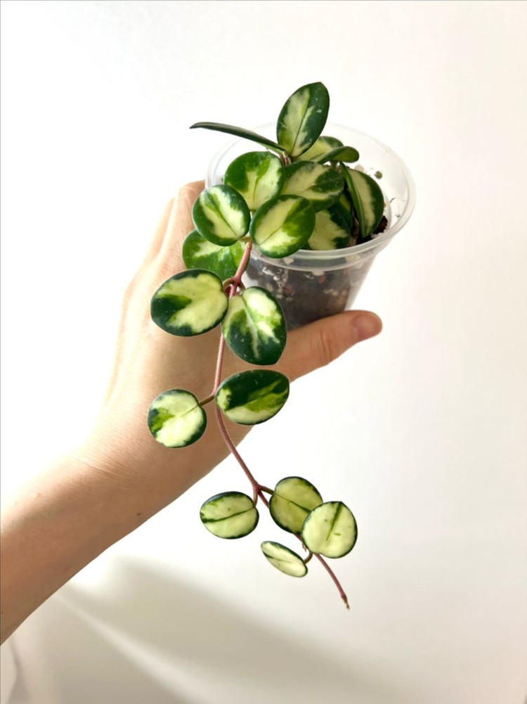 호야 마틸드 바리에가타 이미지