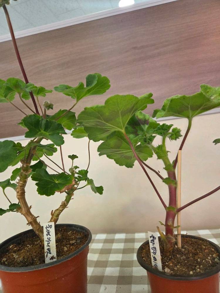 제라늄, 러시아제라늄 이미지