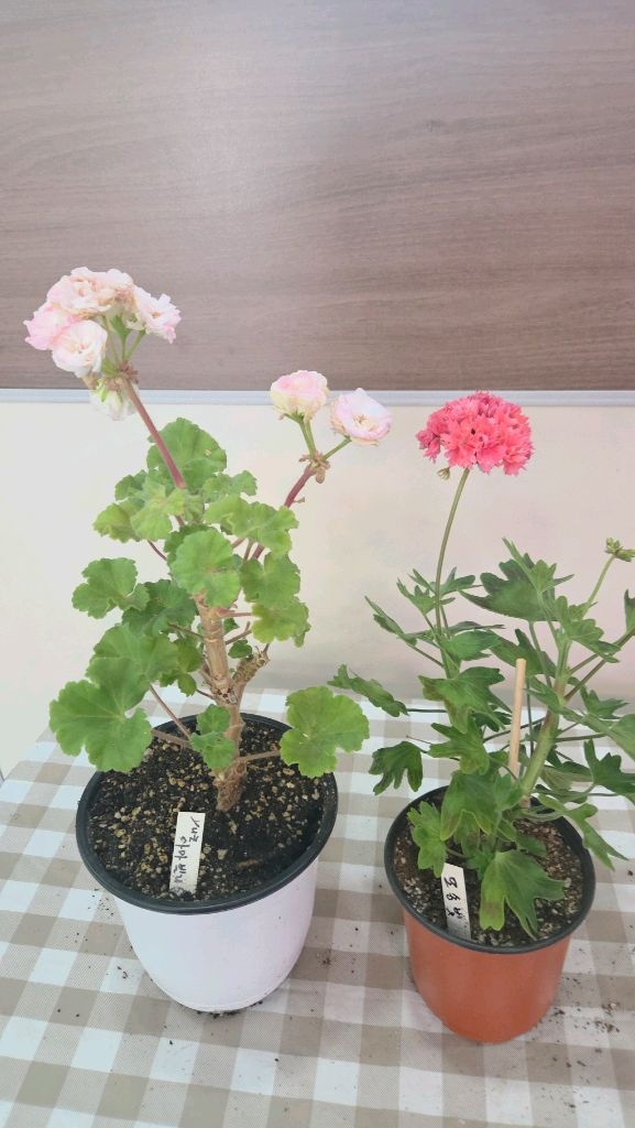 제라늄, 러시아제라늄 이미지
