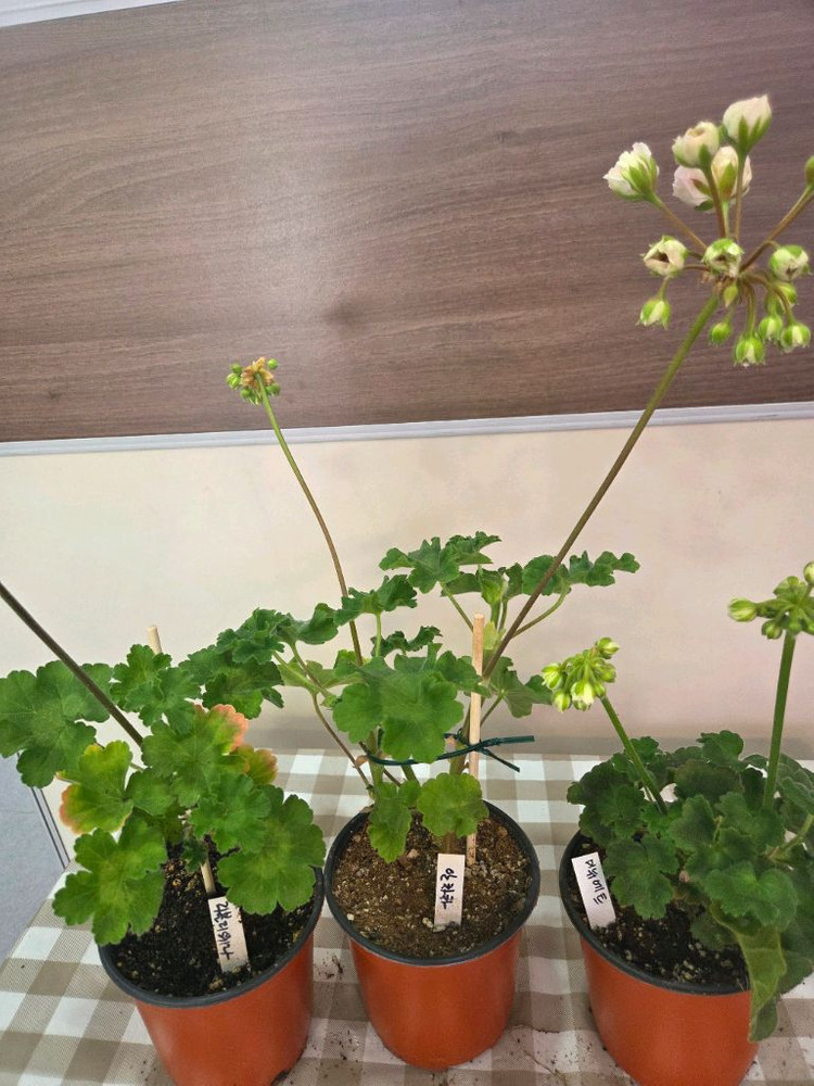 제라늄, 러시아제라늄 이미지