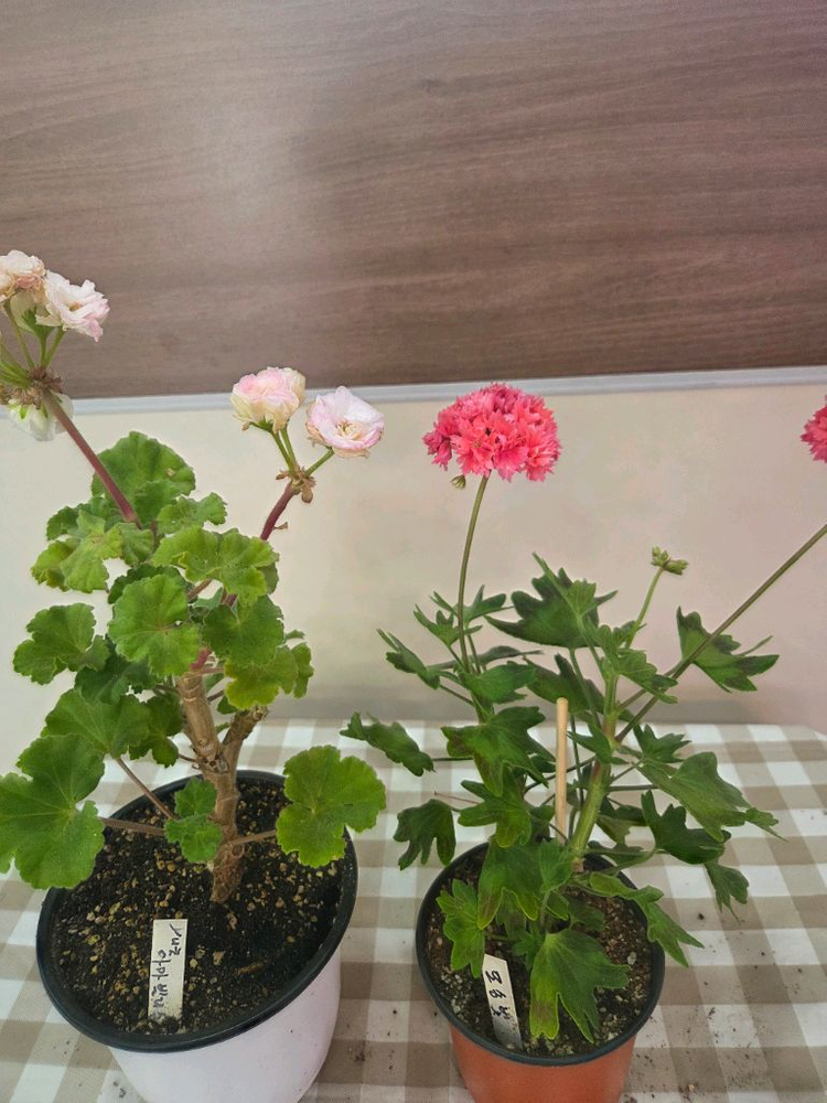 제라늄, 러시아제라늄 이미지