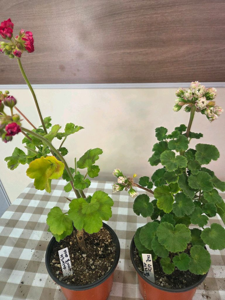 제라늄, 러시아제라늄 이미지