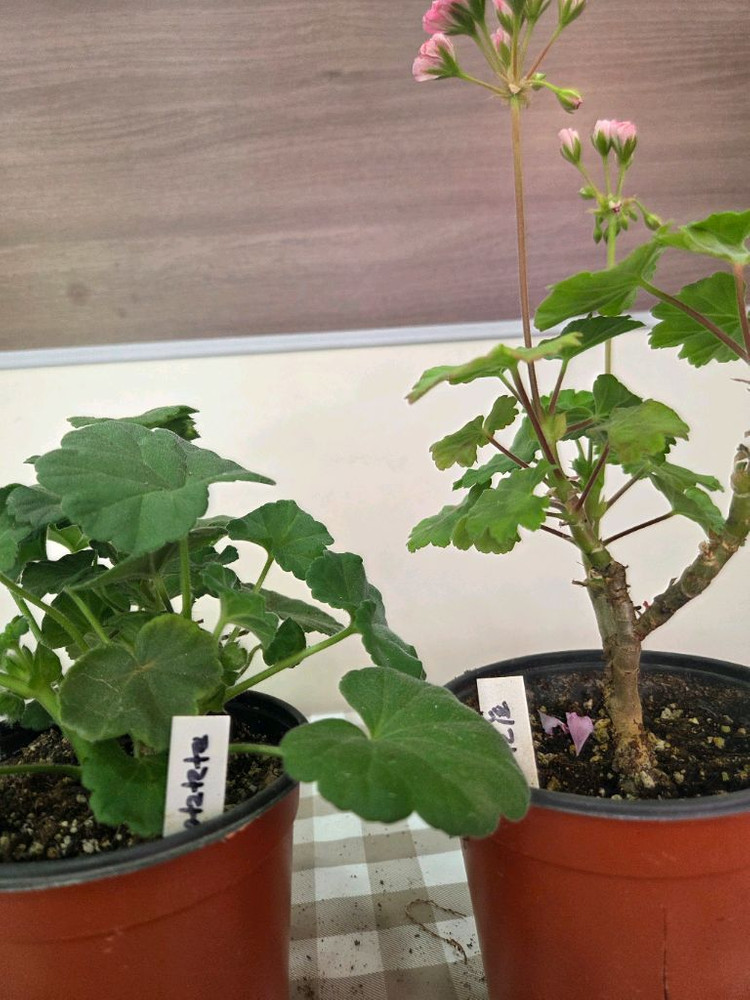 제라늄, 러시아제라늄 이미지