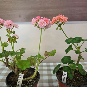 제라늄, 러시아제라늄 이미지