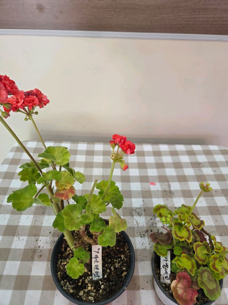 제라늄, 러시아제라늄 이미지