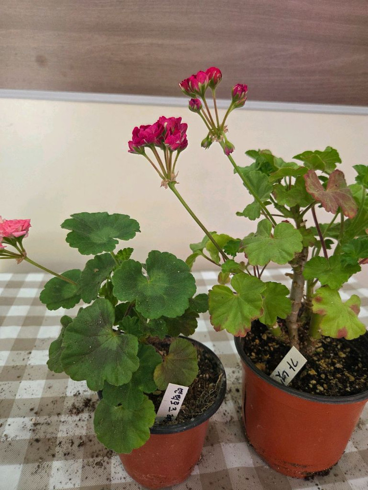 제라늄, 러시아제라늄 이미지