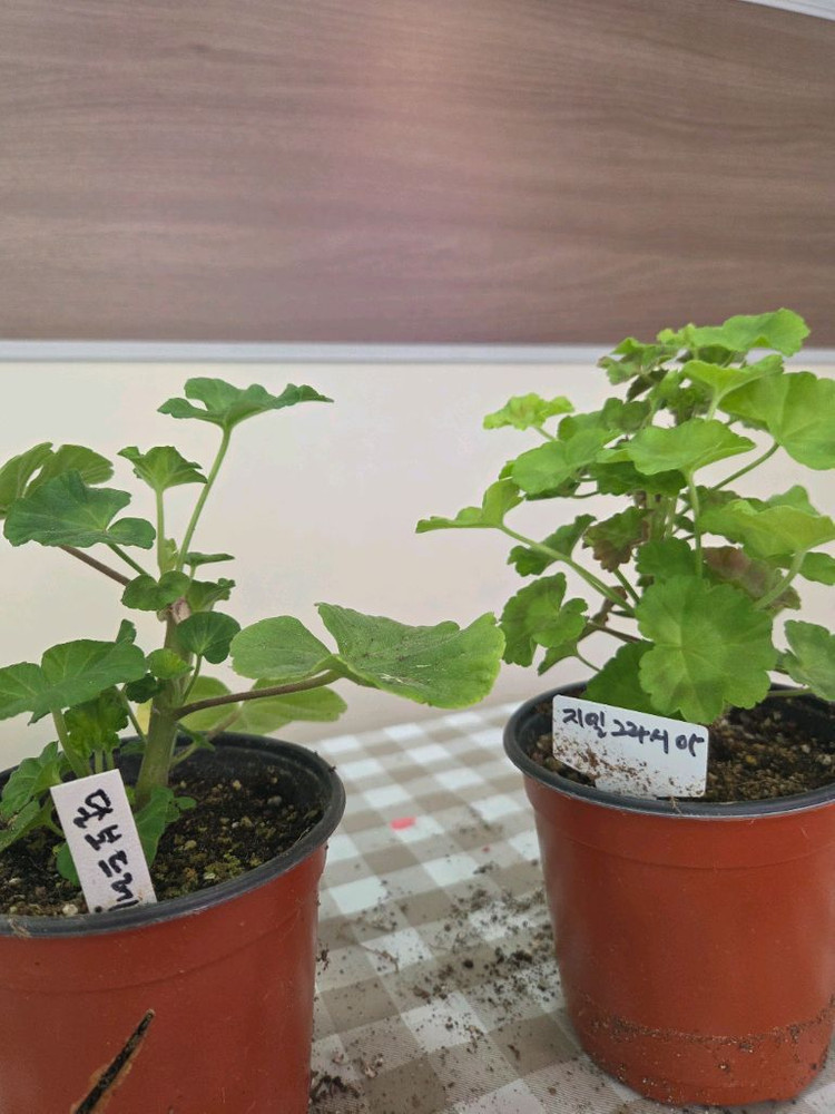제라늄, 러시아제라늄 이미지