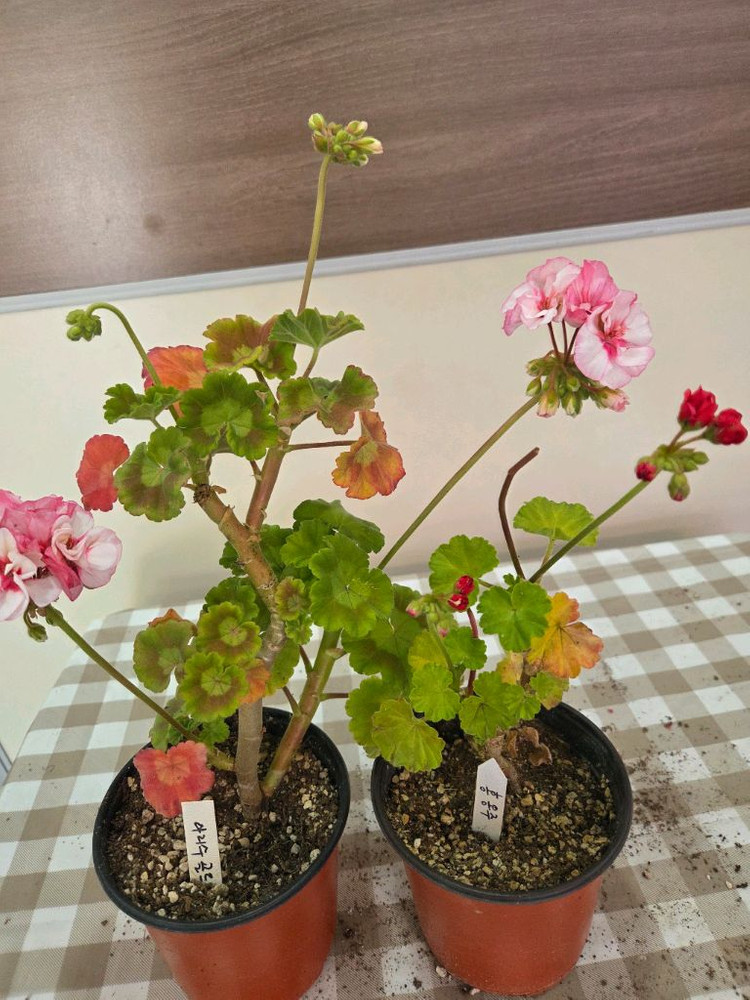 제라늄, 러시아제라늄 이미지