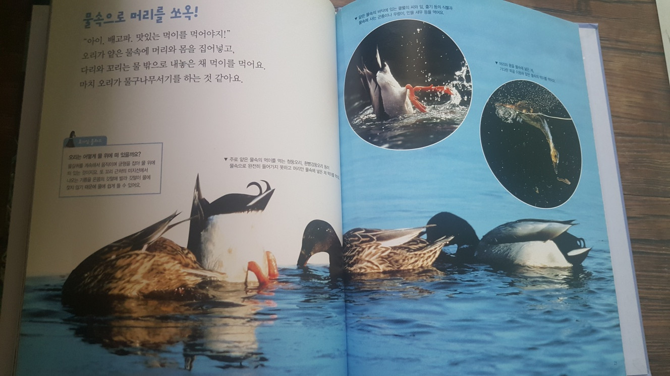 전집 교과서에나오는원리과학 명품꼬마자연관찰 이미지