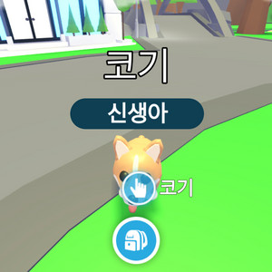 입양하세요 코기 (무능) 이미지