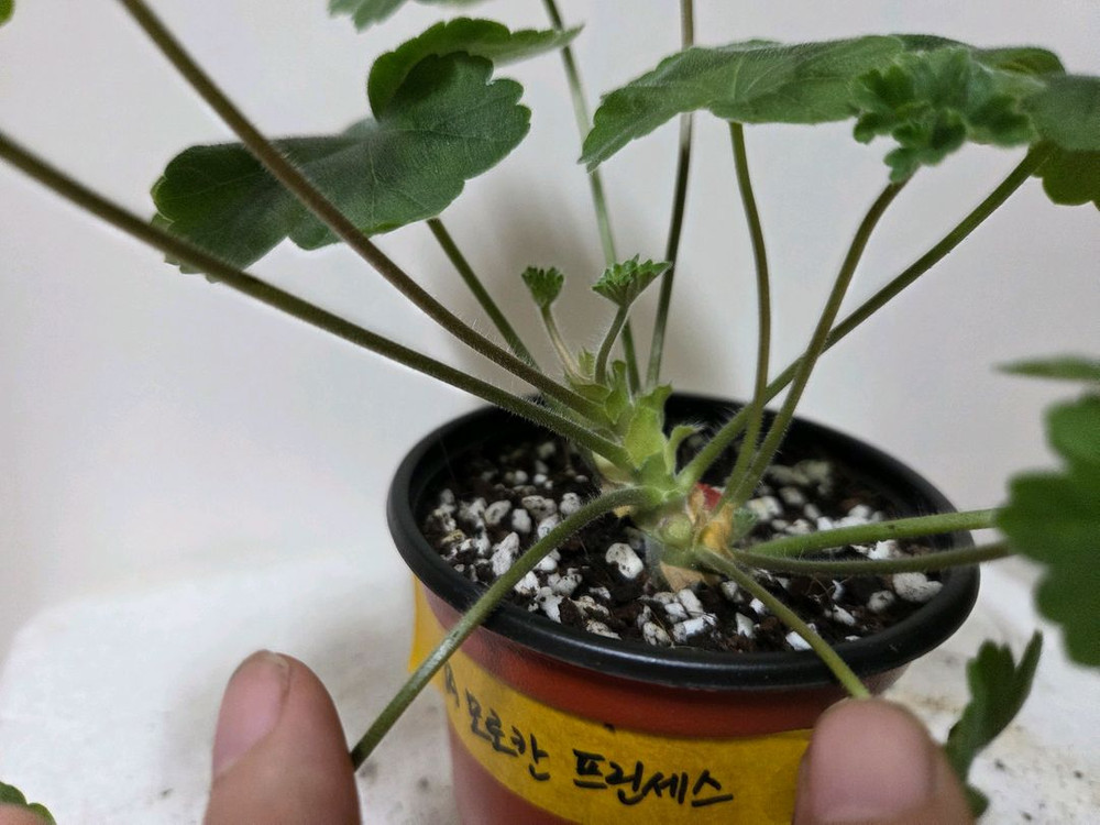 제라늄 개별분양 이미지