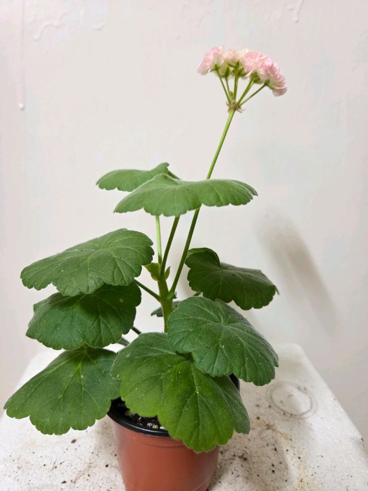 제라늄 개별분양 이미지