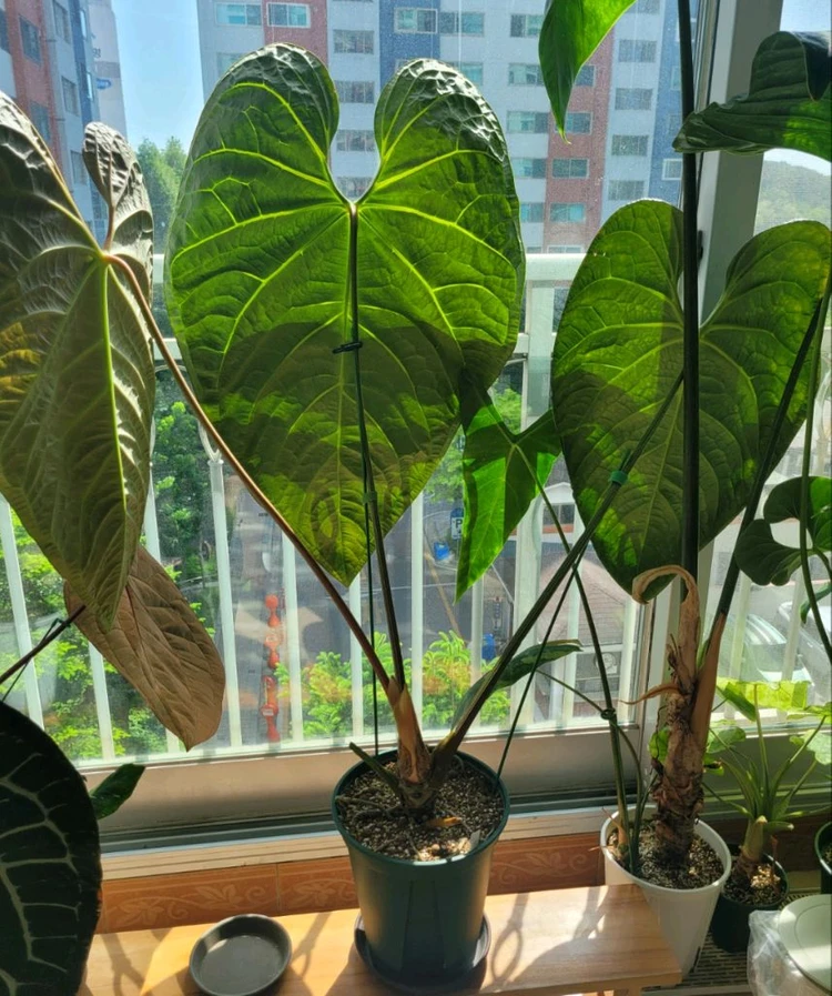 [택배불가] 안스리움 블랙다이아몬드(리갈레x럭셔리) 대품 이미지
