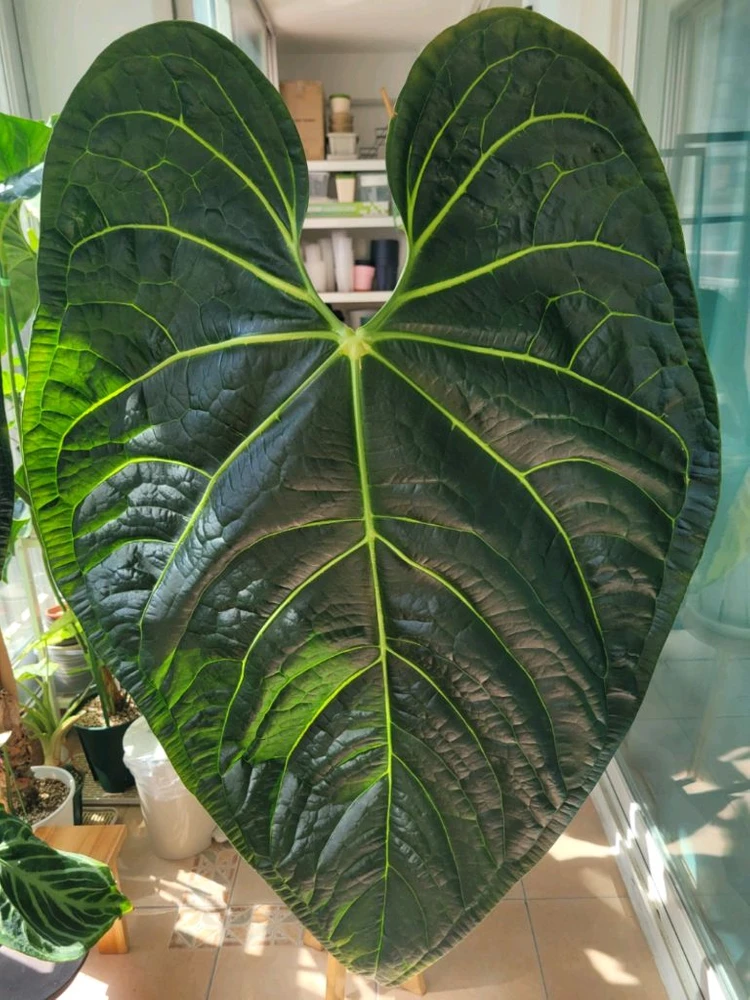 [택배불가] 안스리움 블랙다이아몬드(리갈레x럭셔리) 대품 이미지