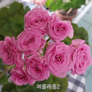 제라늄 메를레종2 이미지