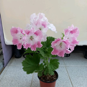 리갈제라늄 델히 (델리) 이미지