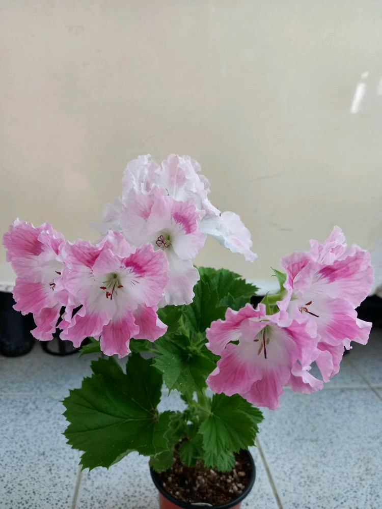 리갈제라늄 델히 (델리) 이미지