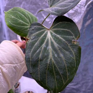안스리움 특가!! kos버터플라이 컷팅개체 판매해요 이미지