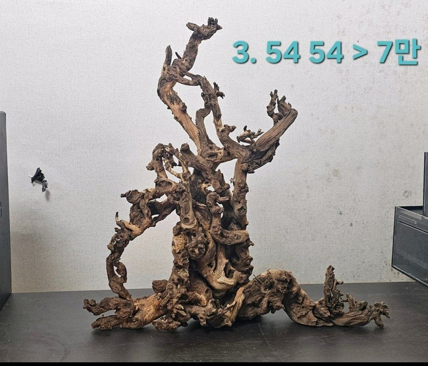 멋진 유목입니다 이미지