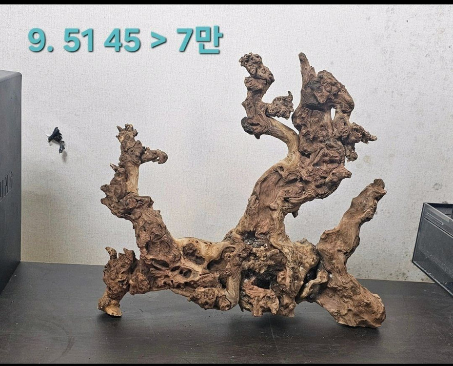 멋진 유목입니다 이미지