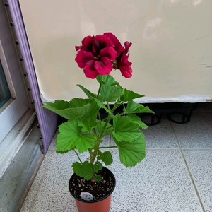 리갈제라늄 안티궈 이미지