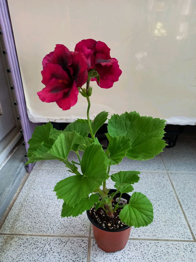 리갈제라늄 안티궈 이미지