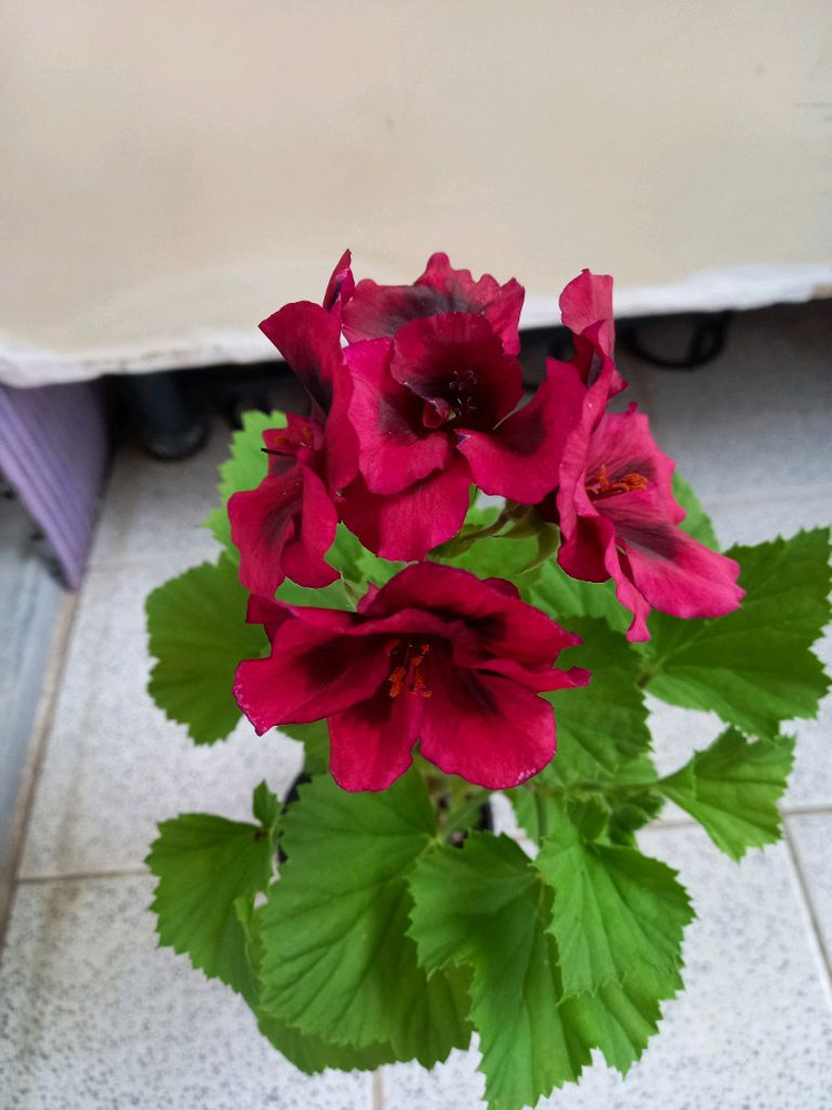 리갈제라늄 안티궈 이미지