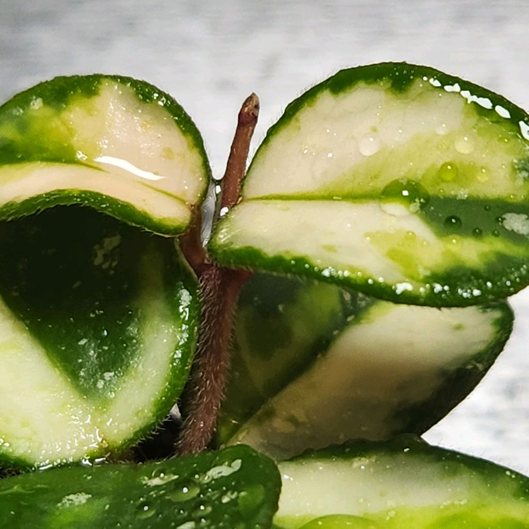 호야 마틸드 바리에가타 이미지