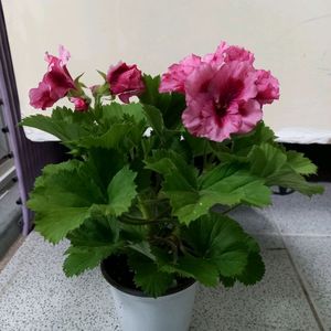 리갈제라늄 보넨트 이미지